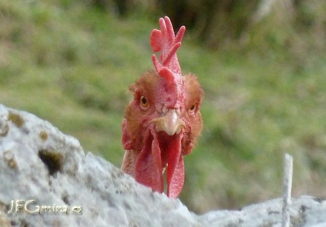 0141-bulnes
